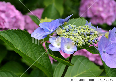 Hydrangea of hydrangea (Senkoji) 28969739