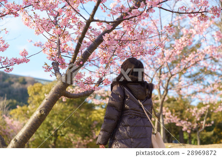 看著Tsubaki櫻花明石海峽公園的女人 看著Tsubaki櫻花明石海峽公園的女人 28969872