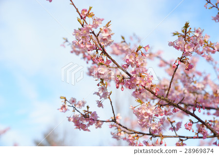 Tsubaki櫻花明石海峽公園 Tsubaki櫻花明石海峽公園 28969874
