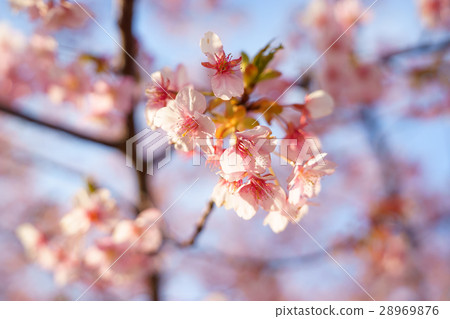 Tsubaki櫻花明石海峽公園 28969876