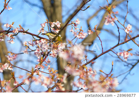 Tsubaki櫻花和Mejiro Akashi Kaikyo公園 Tsubaki櫻花和Mejiro Akashi Kaikyo公園 28969877
