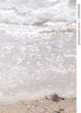 海灘度假村、海灘和貝殼、波光粼粼的大海、大海的形象、貝殼、珊瑚和大海 28969886