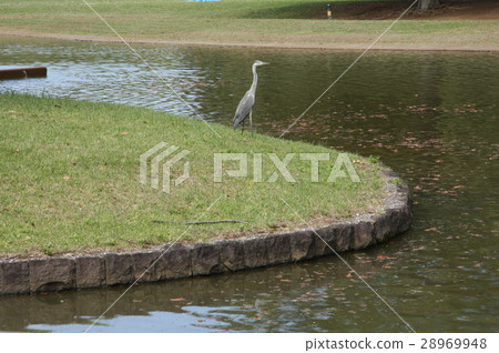 公園的Episcopia 公園的Episcopia 28969948