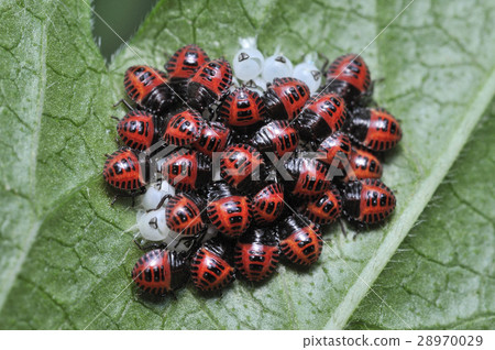 Hatched bug 28970029