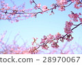 Kawazu cherry tree 28970067