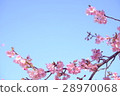 Kawazu cherry tree 28970068