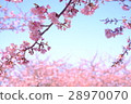 Kawazu cherry tree 28970070
