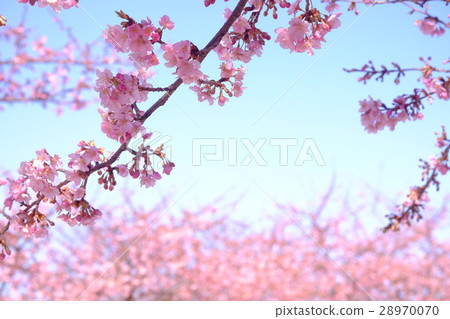 Kawazu cherry tree 28970070