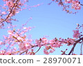Kawazu cherry tree 28970071