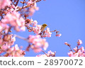 Kawazu Sakura and Mejiro 28970072