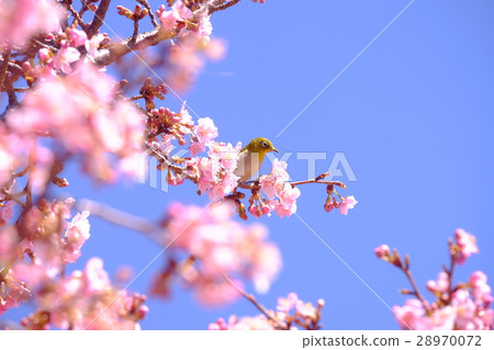 Kawazu Sakura and Mejiro 28970072