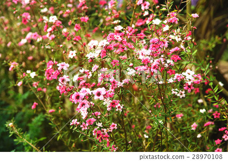 小花 小花 28970108
