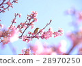 Kawazu Sakura and Mejiro 28970250