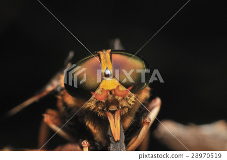 Compound eyes of akashushi 28970519