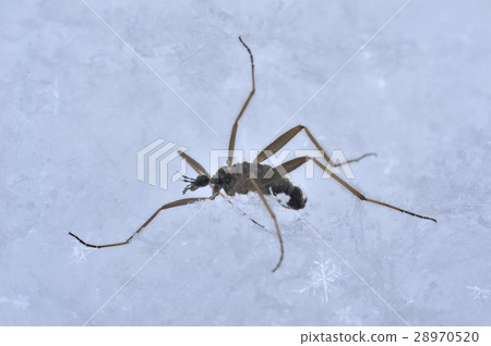 Spider gag gumbo Spider gag gumbo 28970520