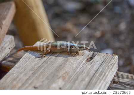 Australian lizards 28970665