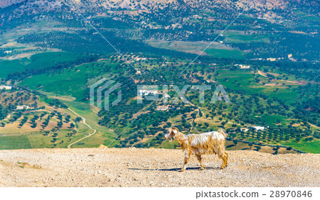Goat near Marinid Tombs in Fes, Morocco 28970846