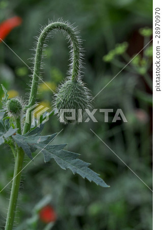 Poppy Flower (Papaver oideae) 28970970