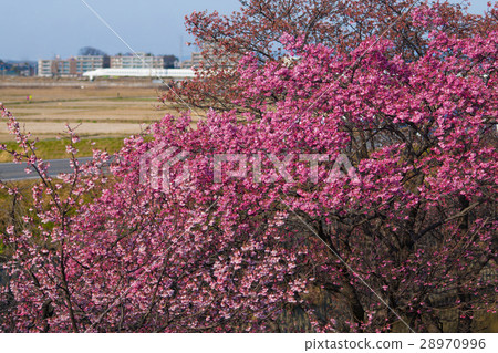 Kawazu cherry tree and N700 series 28970996