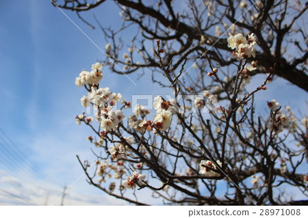 white plum blossom 28971008