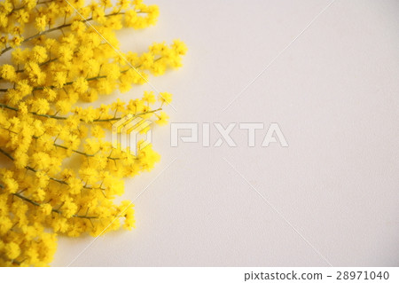 含羞草 含羞草 28971040