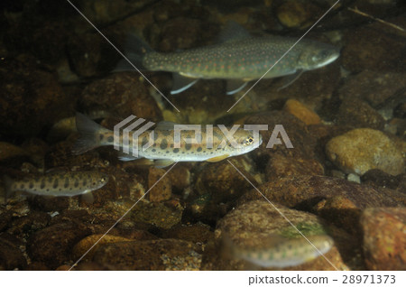 Yamame和Miyabeiwana 28971373