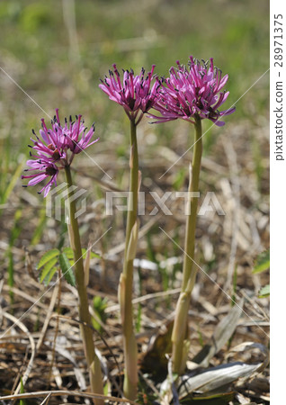 Shojo Bakama 28971375