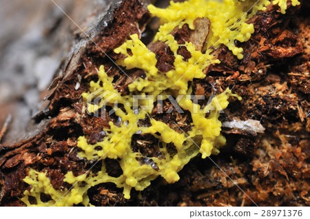Slime mold 28971376