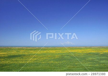 Rishiri and dandelion Rishiri and dandelion 28971380