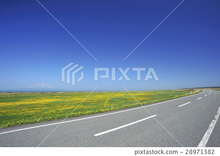 蒲公英盛開的道路 蒲公英盛開的道路 28971382