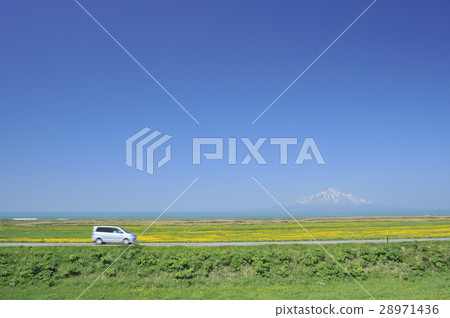 蒲公英盛開的道路 蒲公英盛開的道路 28971436