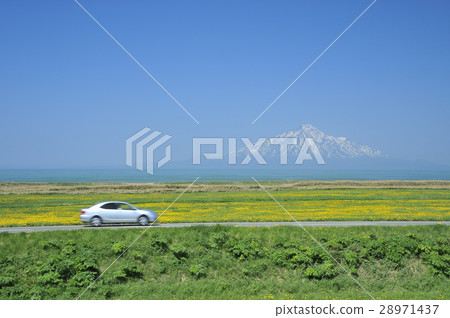 蒲公英盛開的道路 蒲公英盛開的道路 28971437