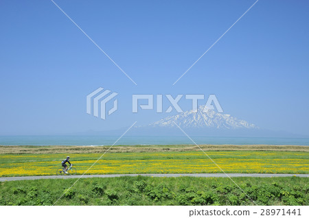蒲公英盛開的道路 28971441