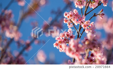 pink sakura blooming with blue sky background pink sakura blooming with blue sky background 28971664