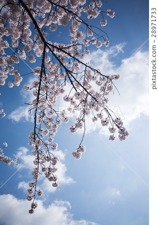 Cherry Blossoms	 28971733