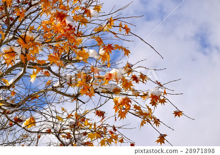 Autumn leaves in November Autumn leaves in November 28971898
