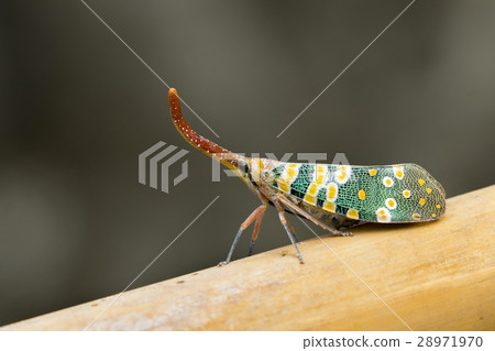 Image of Pyrops candelaria or lantern Fly Image of Pyrops candelaria or lantern Fly 28971970