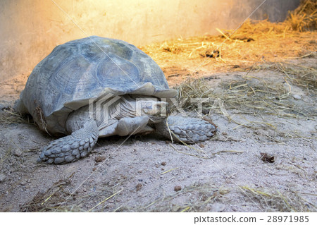 Image of a turtle.(Geochelone sulcata) Image of a turtle.(Geochelone sulcata) 28971985