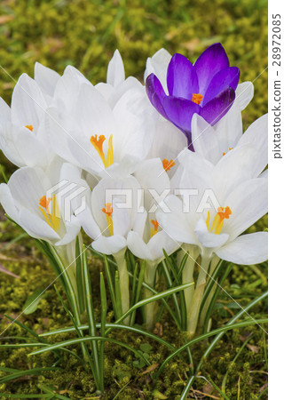 Crocus Flower Purple and White on Grass 28972085