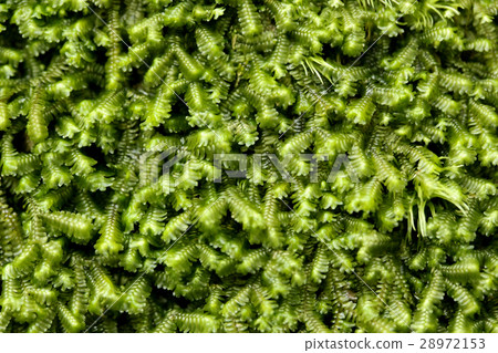 Fern carpet 28972153
