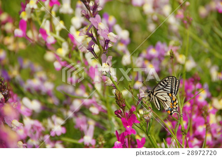 Flower field and swallowtail butterfly Flower field and swallowtail butterfly 28972720