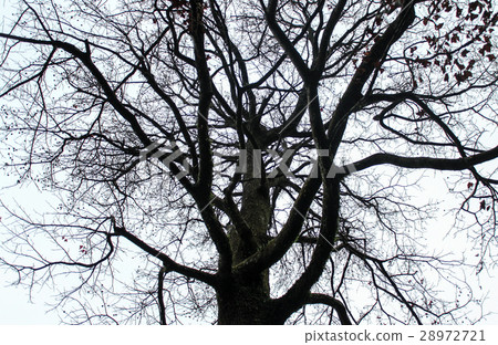 Silhouette of trees Silhouette of trees 28972721