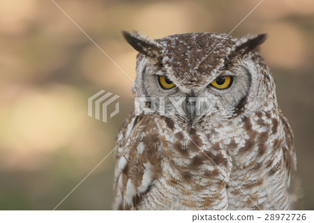 A glare owl 28972726