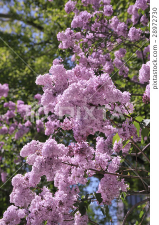 Lilac flowers 28972730
