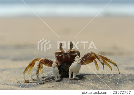 Crab on the shore Crab on the shore 28972797