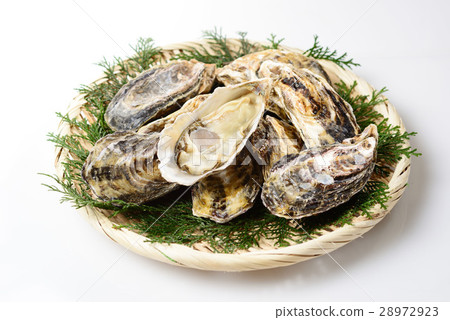 Oyster Oyster 28972923