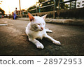 White cat on street 28972953