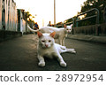 2 White cat on street 28972954