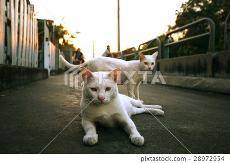 2 White cat on street 28972954
