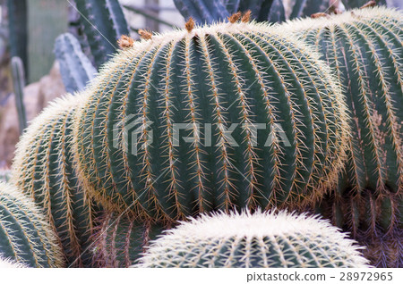 Cactus 28972965